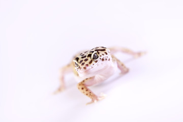 walking gecko!