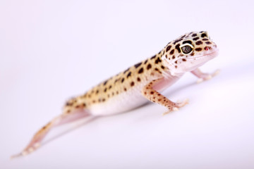 Fototapeta na wymiar Gecko closeup!
