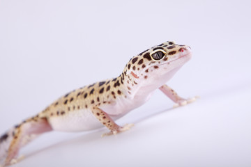 Gecko portrait
