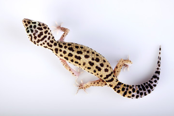 Gecko portrait!