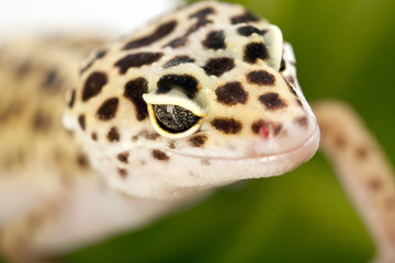 portrait of gecko