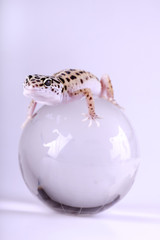 Gecko portrait on glass world!