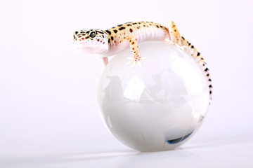 Gecko portrait on glass world!