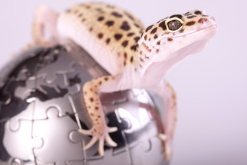 Gecko portrait!