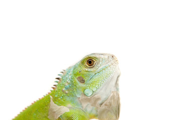 iguana on white