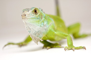 iguana on white