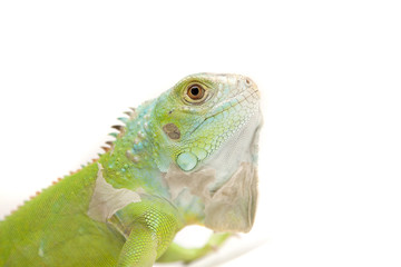 iguana on white
