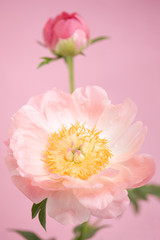Fototapeta premium シャクヤクの花