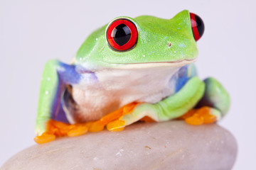 Obraz premium tree frog on rock