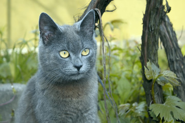 Gray cat outdoors