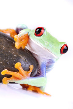Green tree frog holding rock