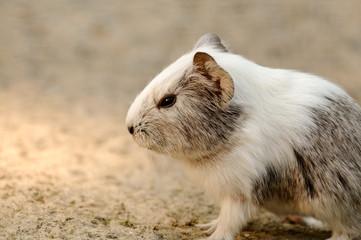 Junges Meerschweinchen