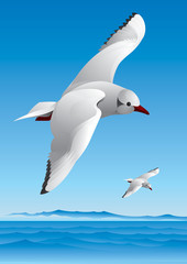 Seagull
