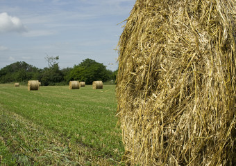 agriculture hay bale close up