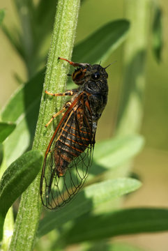 Cicada