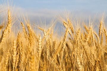 Golden wheat