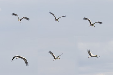 weißstorch flugstudie