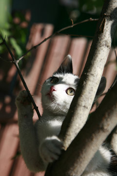 Kitty hunter in a tree
