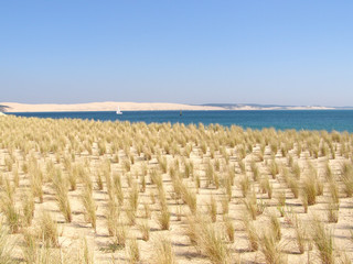 Plantation d'oyat  au Cap Ferret