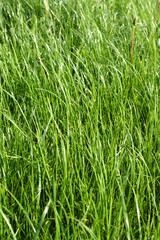 Grass texture