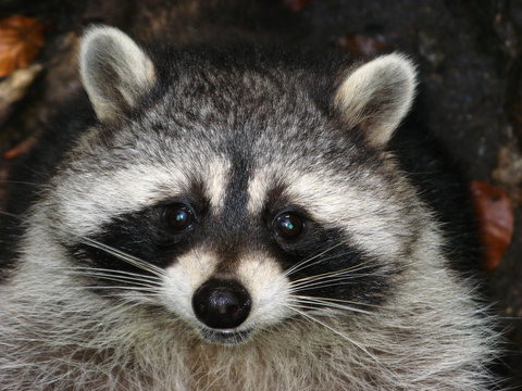 Waschb&auml;r