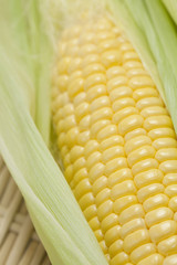 Fresh sweet corn