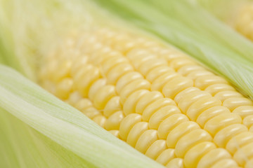 Fresh sweet corn