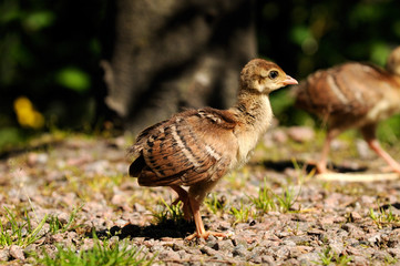 Pfauenküken