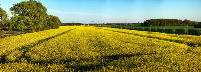 Rapeseed field panorama