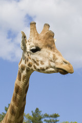 Giraffe Portrait