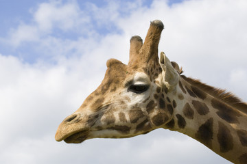 Giraffe Portrait