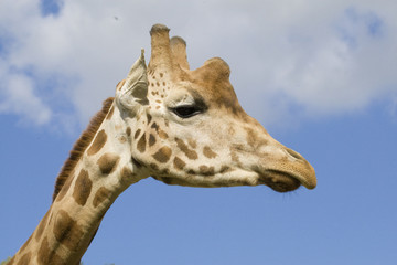Giraffe Portrait