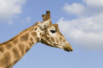 Giraffe Portrait