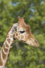 Giraffe Portrait