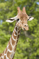 Fototapeta premium Giraffe Portrait