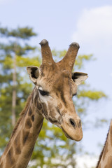 Giraffe Portrait