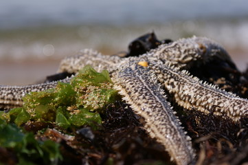 sea-star