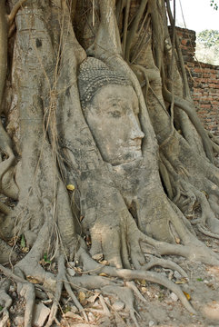 head in Ayutthaya