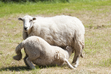 Obraz premium feeding time