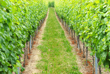 Wein Anbau - Vineyard