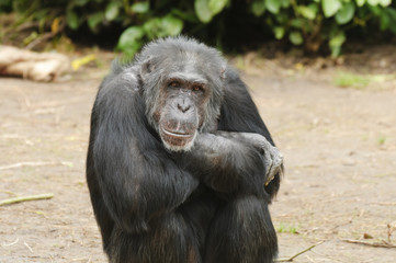 Chimpanzee