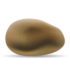 Brown potato isolated on white