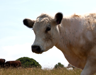 a portrait of a white cow