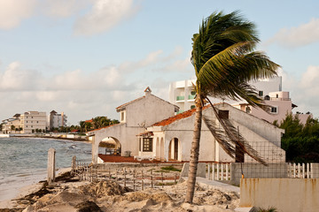 Palm Tree by Coastal Hacienda