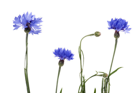 Blue Cornflower On White