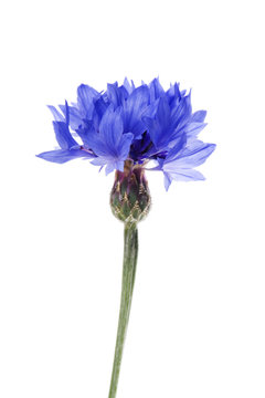 Blue Cornflower