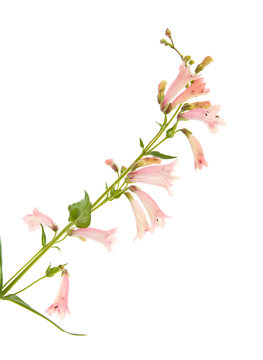 pink Penstemon(Beard-tongue) flowering spike, isolated on white