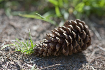 Pine Cone