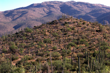 Single Saguaro Cactus w/ fruit and hilly background