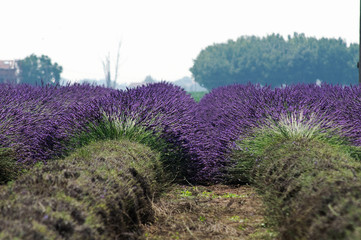 Obraz premium Campo di lavanda